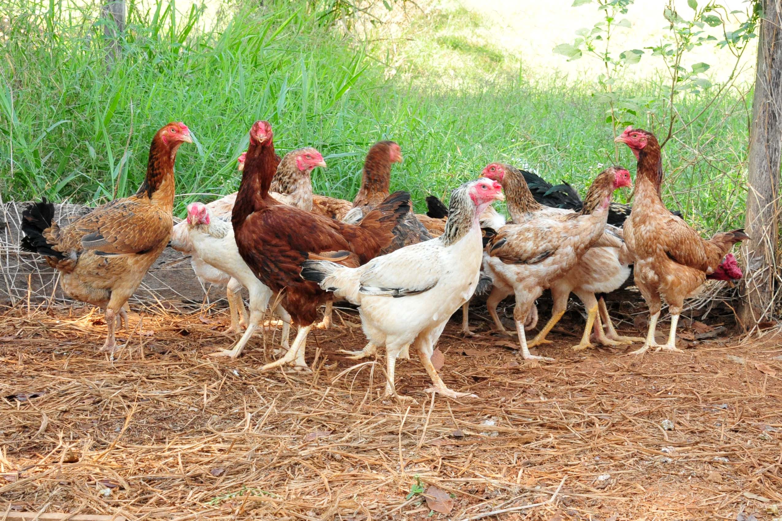 Galinha caipira: aprenda sobre as aves