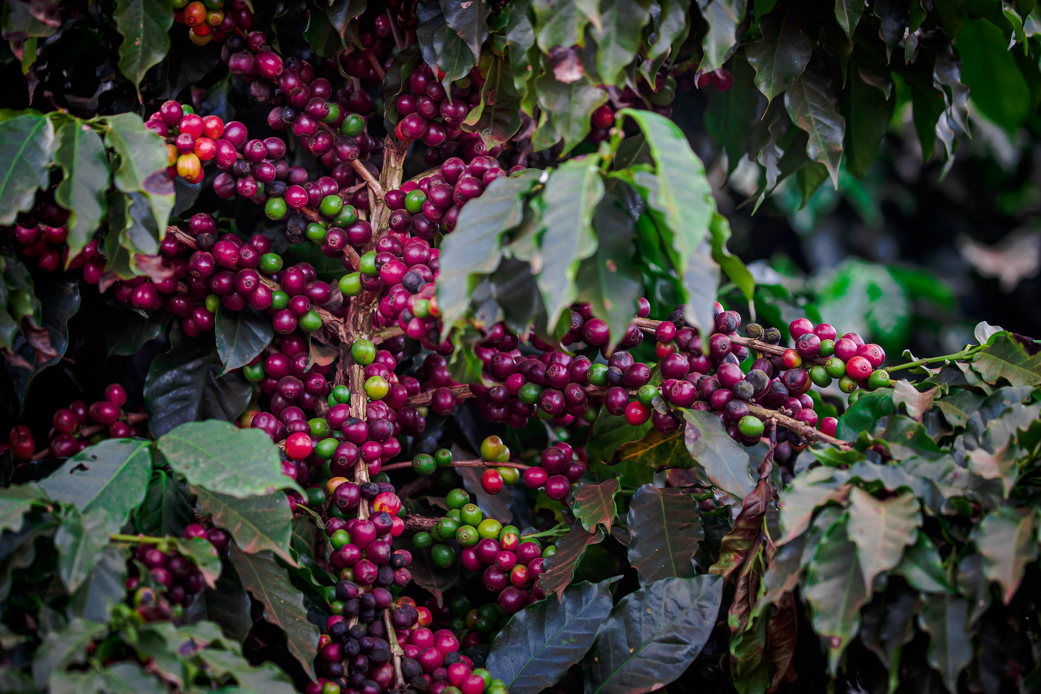 Café Manah - ༄Café arábica༄ A qualidade do grão está ligada à altura da  lavoura: o cultivo ideal se dá em terrenos entre seiscentos e dois mil  metros de altitude. Os grãos