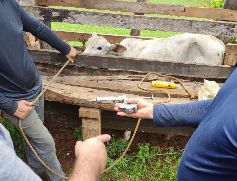 Emater e Prefeitura de São Francisco de Goiás realizam vacinação gratuita de bovinos para pequenos pecuaristas | Goiás em Notícias